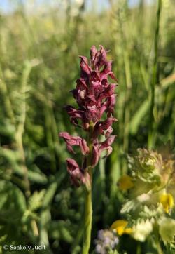 Anacamptis coriophora (L.) Bateman, Pridgeon et Chase 2.Image