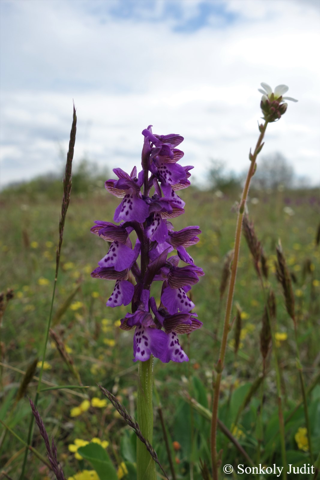 Anacamptis morio (L.) Bateman, Pridgeon et Chase