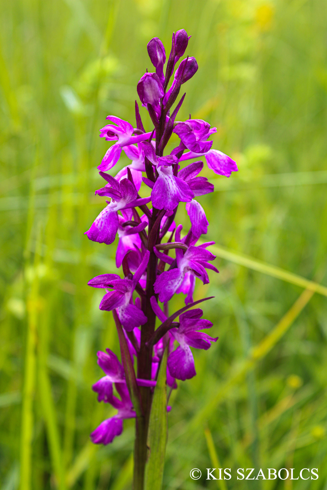 Anacamptis palustris subsp. elegans (Jacq.) Bateman, Pridgeon et Chase