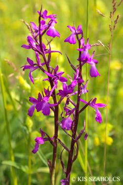 Anacamptis palustris subsp. elegans (Jacq.) Bateman, Pridgeon et Chase 2.Image