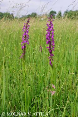 Anacamptis palustris subsp. elegans (Jacq.) Bateman, Pridgeon et Chase 3.Image