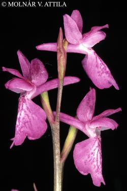 Anacamptis palustris subsp. palustris (Jacq.) Bateman, Pridgeon et Chase 2.Image