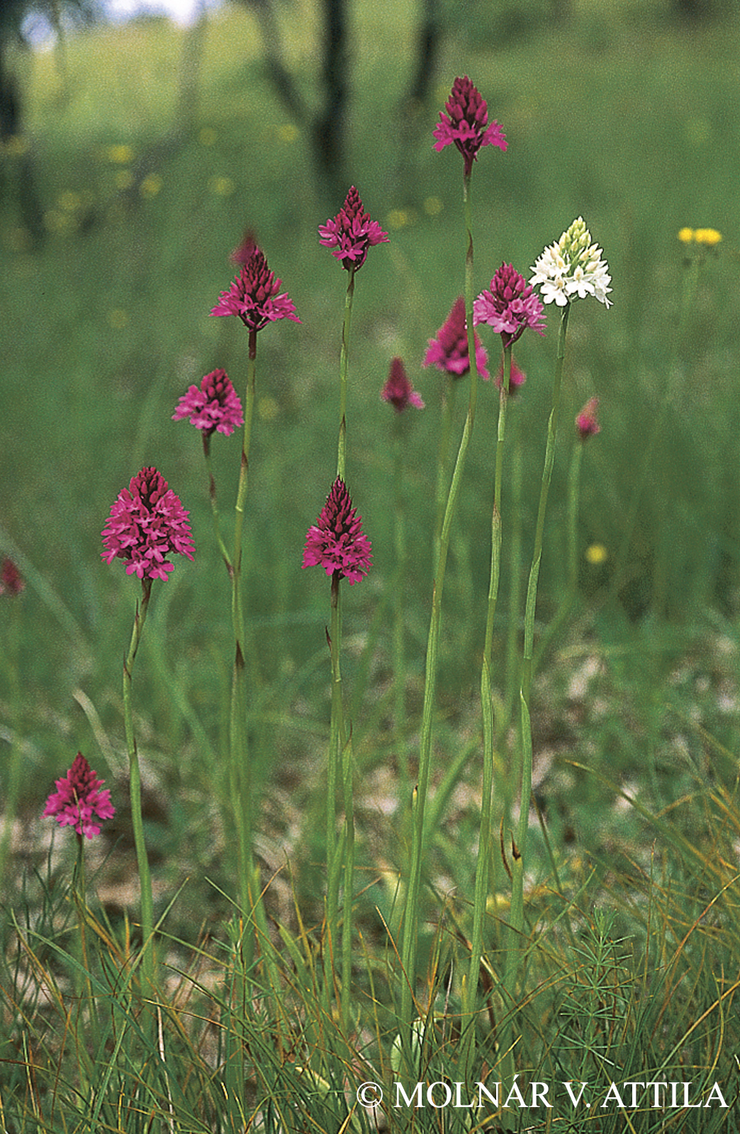 Anacamptis pyramidalis (L.) Rich.