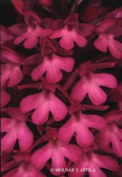 Anacamptis pyramidalis (L.) Rich. 2.Image