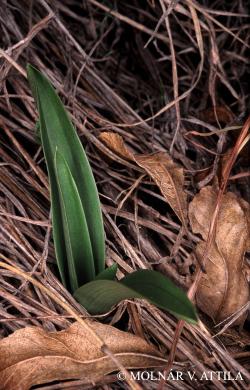 Anacamptis pyramidalis (L.) Rich. 3.Image