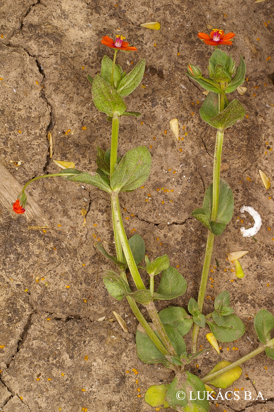 Anagallis arvensis L.