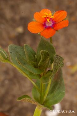 Anagallis arvensis L. 2.Image