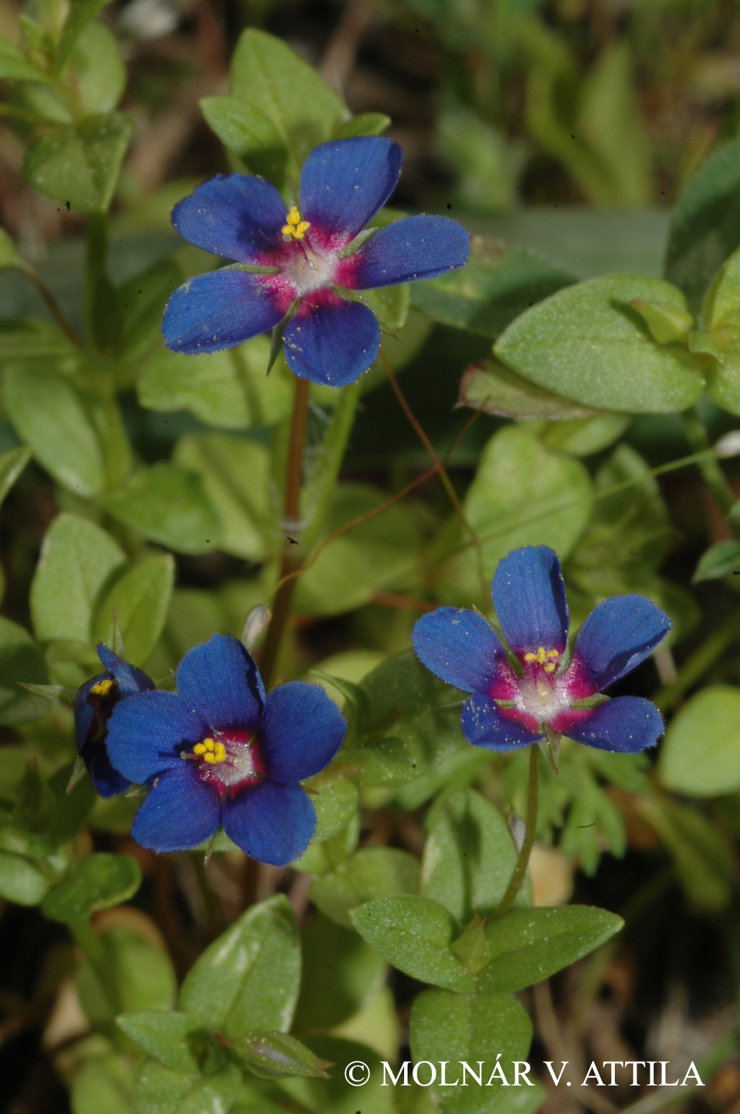 Anagallis foemina Mill.