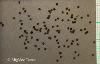 Anagallis foemina Mill. 2.Image
