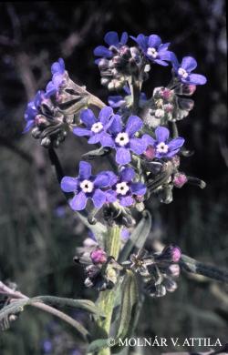 Anchusa barrelieri (All.) Vitman 2.Kép