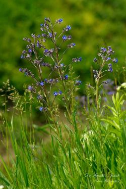 Anchusa barrelieri (All.) Vitman 3.Kép