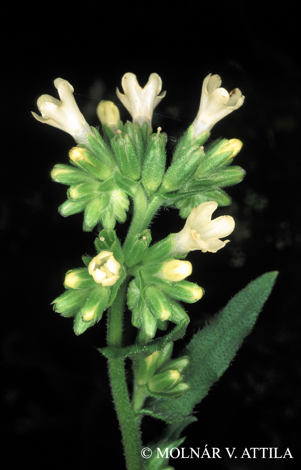 Anchusa ochroleuca M. Bieb.