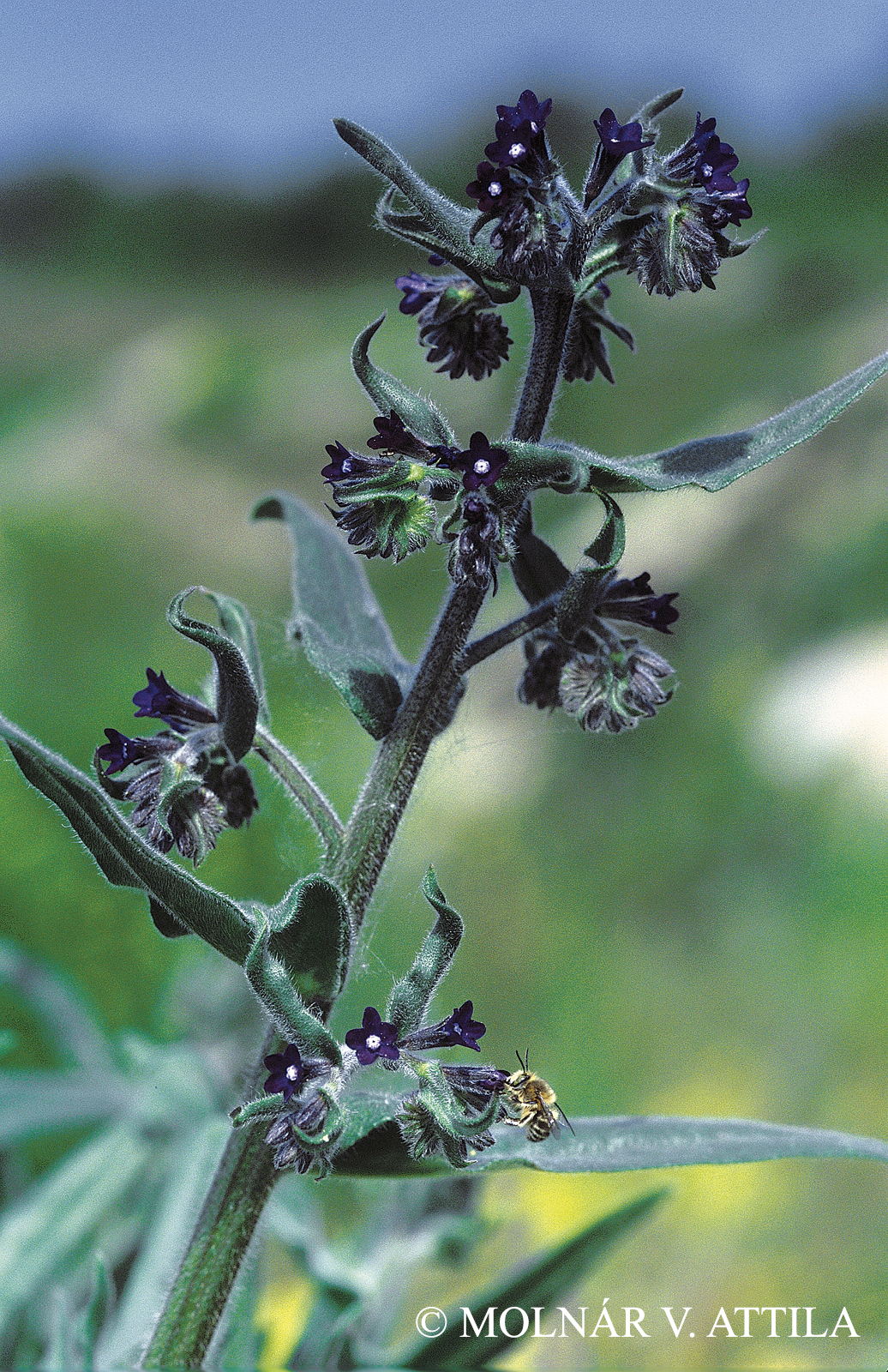 Anchusa officinalis L.