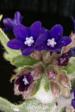 Anchusa officinalis L. 2.Kép