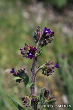 Anchusa officinalis L. 3.Kép
