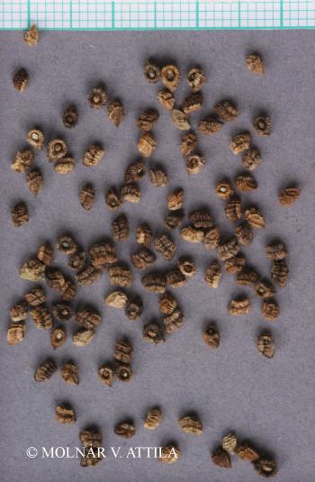 Anchusa officinalis L. 4.Kép