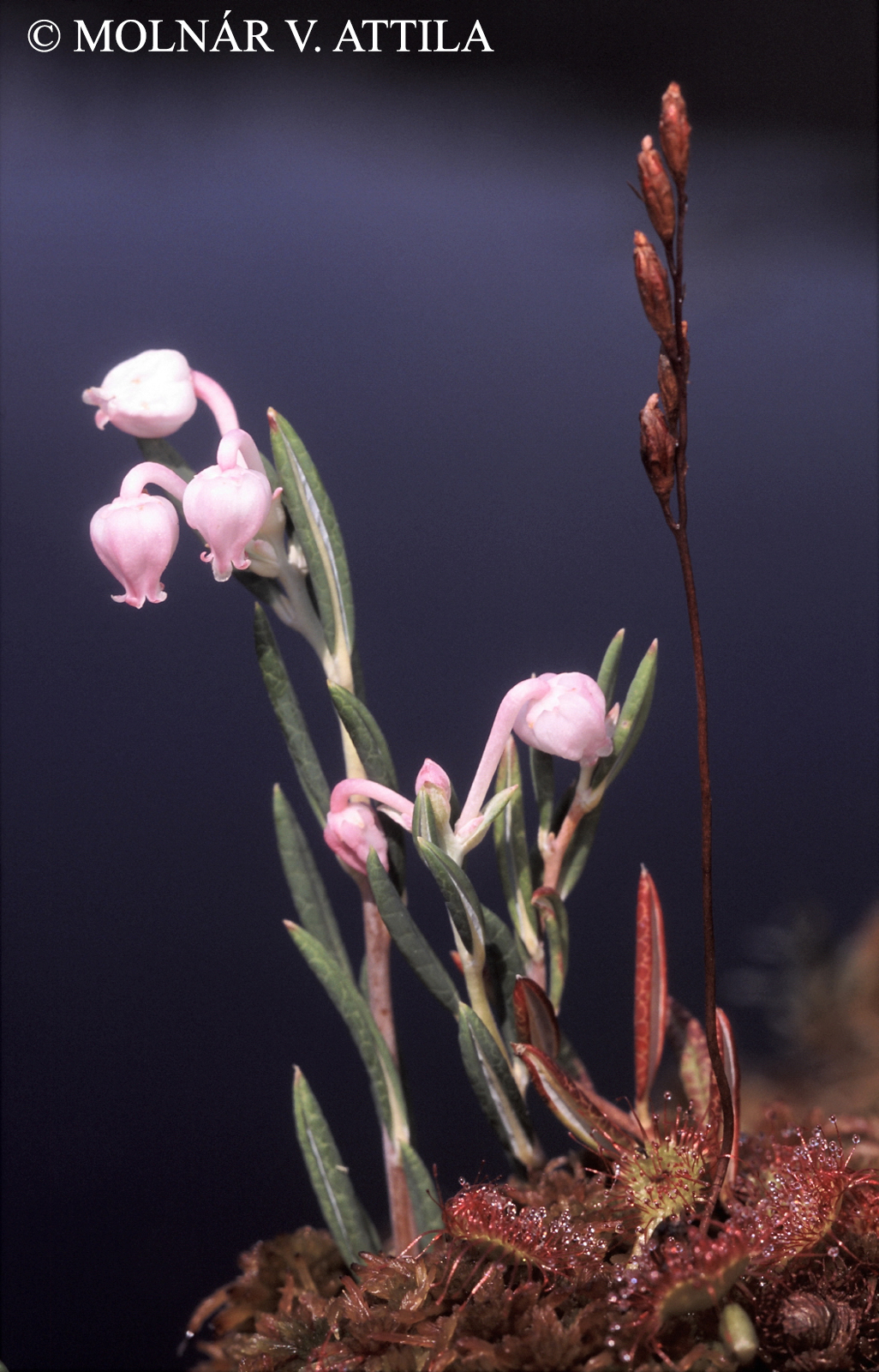 Andromeda polifolia L.