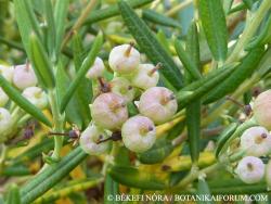 Andromeda polifolia L. 2.Image