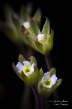 Androsace elongata L. 3.Image