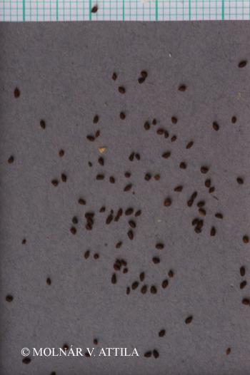 Androsace elongata L. 4.Image