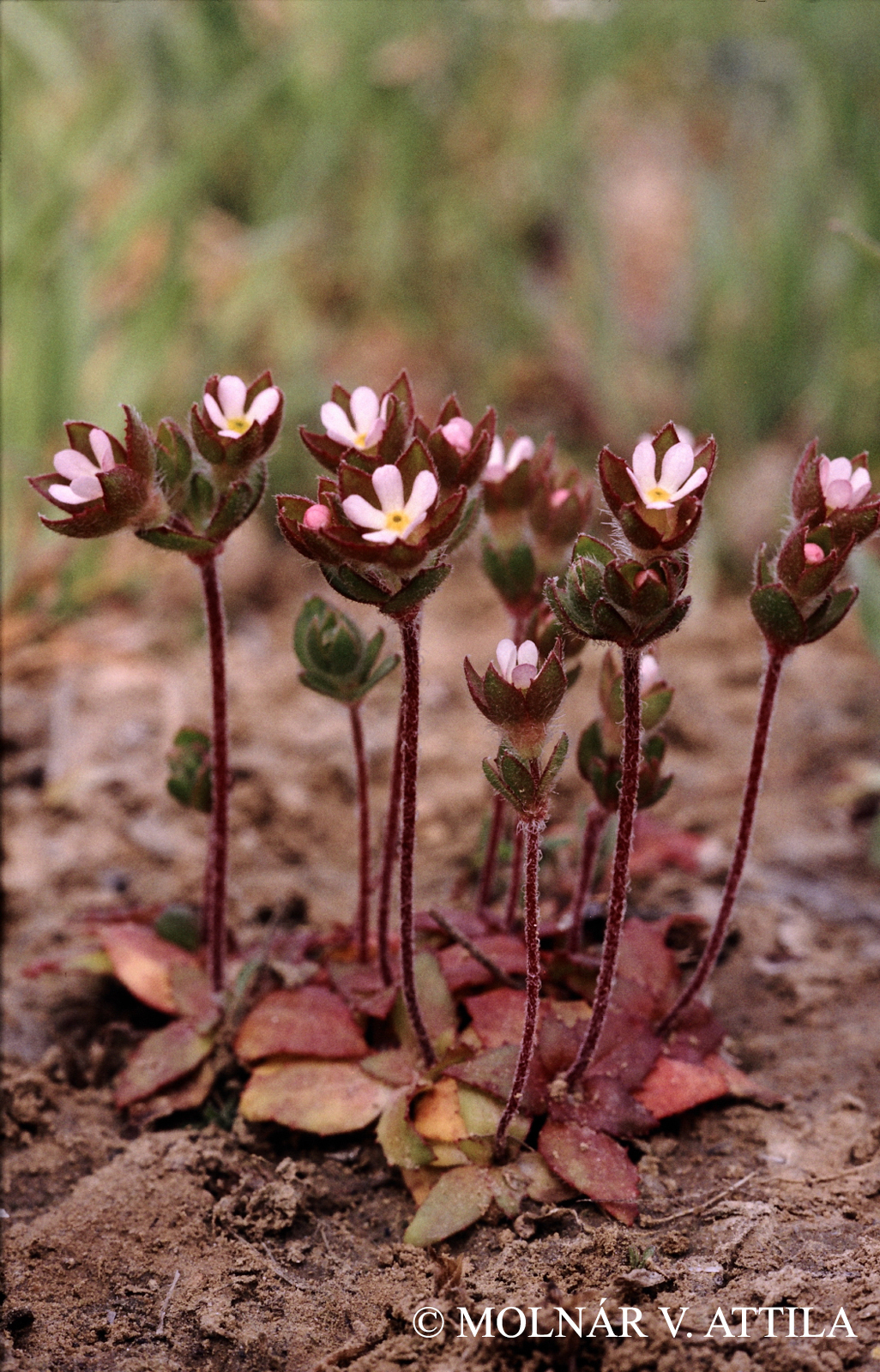 Androsace maxima L.