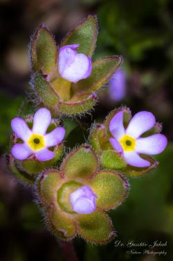 Androsace maxima L. 2.Image