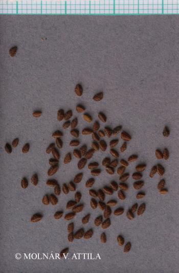 Androsace maxima L. 3.Image