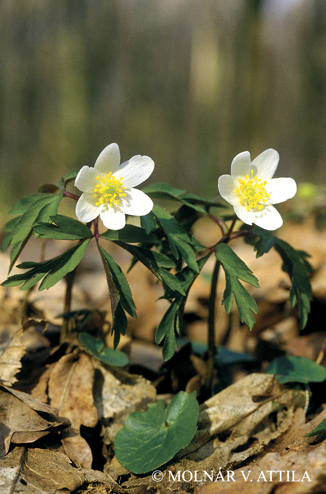 Anemone nemorosa L.