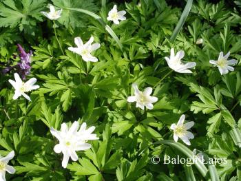 Anemone nemorosa L. 2.Image