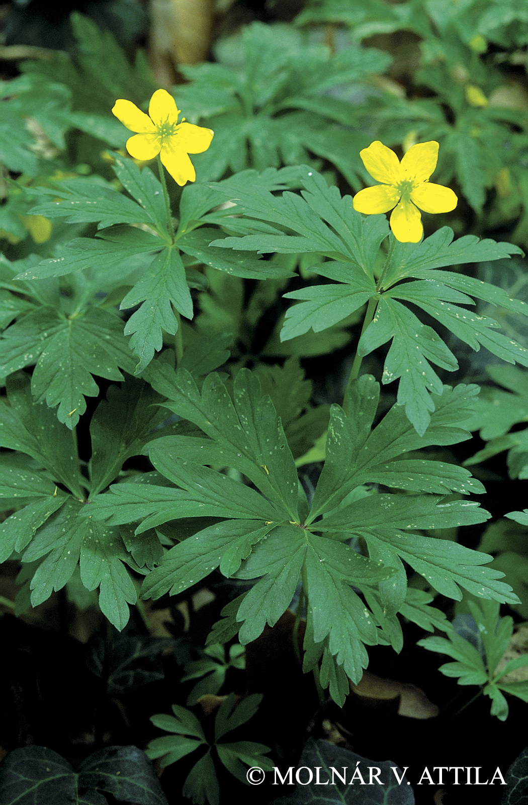Anemone ranunculoides L.
