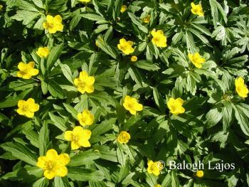 Anemone ranunculoides L. 2.Image