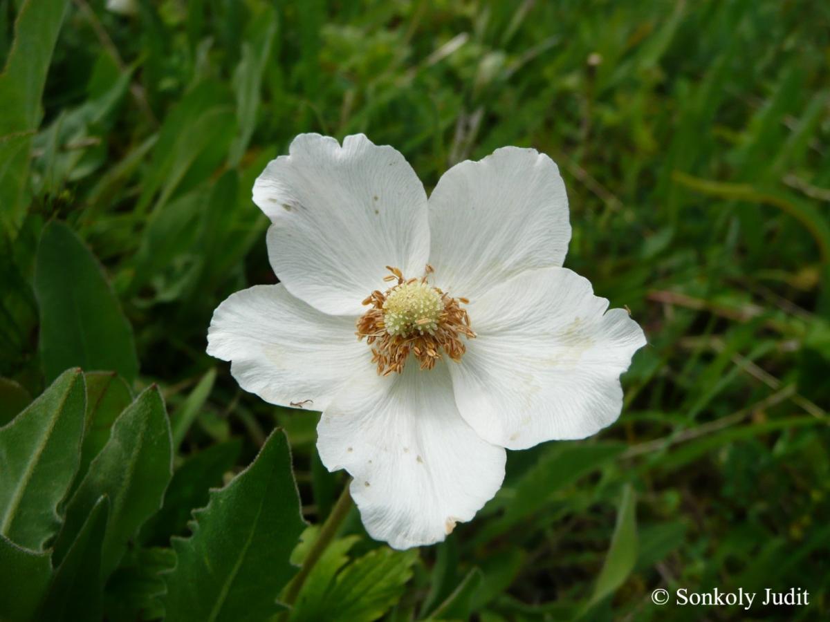 Anemone sylvestris L.