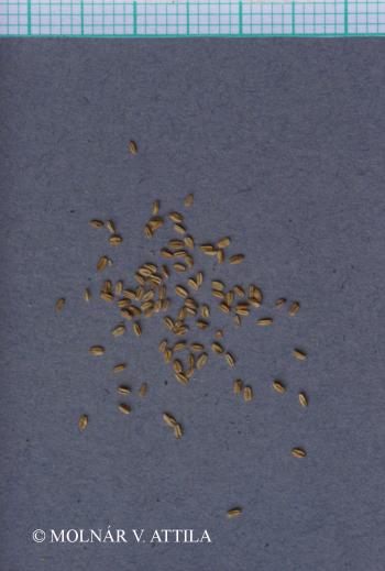 Anemone sylvestris L. 3.Image