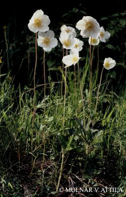 Anemone sylvestris L. 2.Image