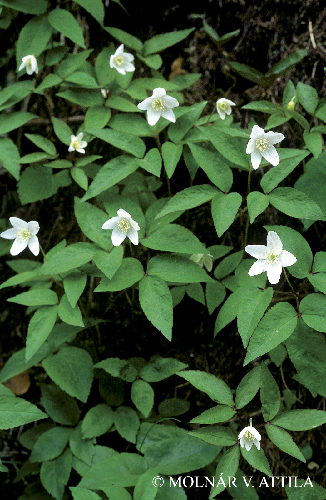 Anemone trifolia L.