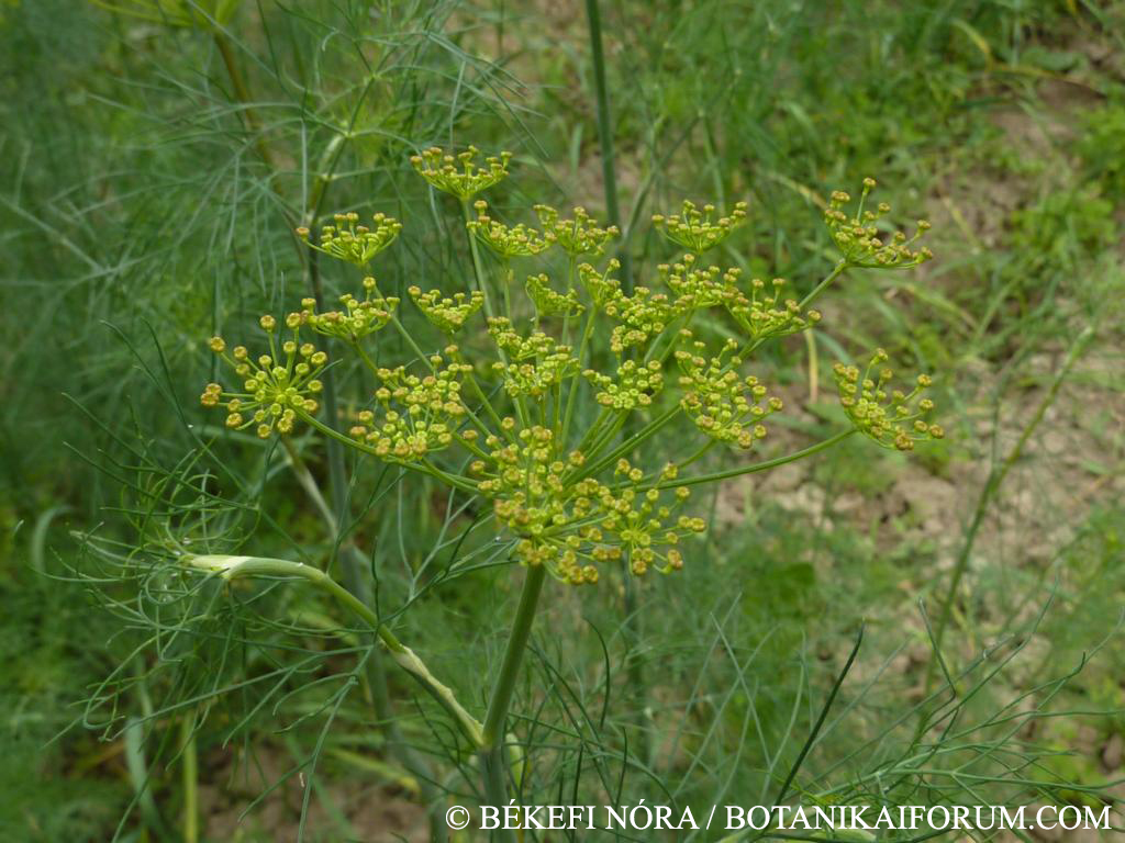 Anethum graveolens L.