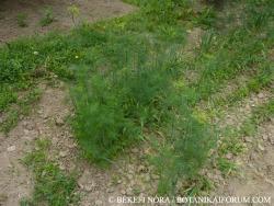 Anethum graveolens L. 2.Kép