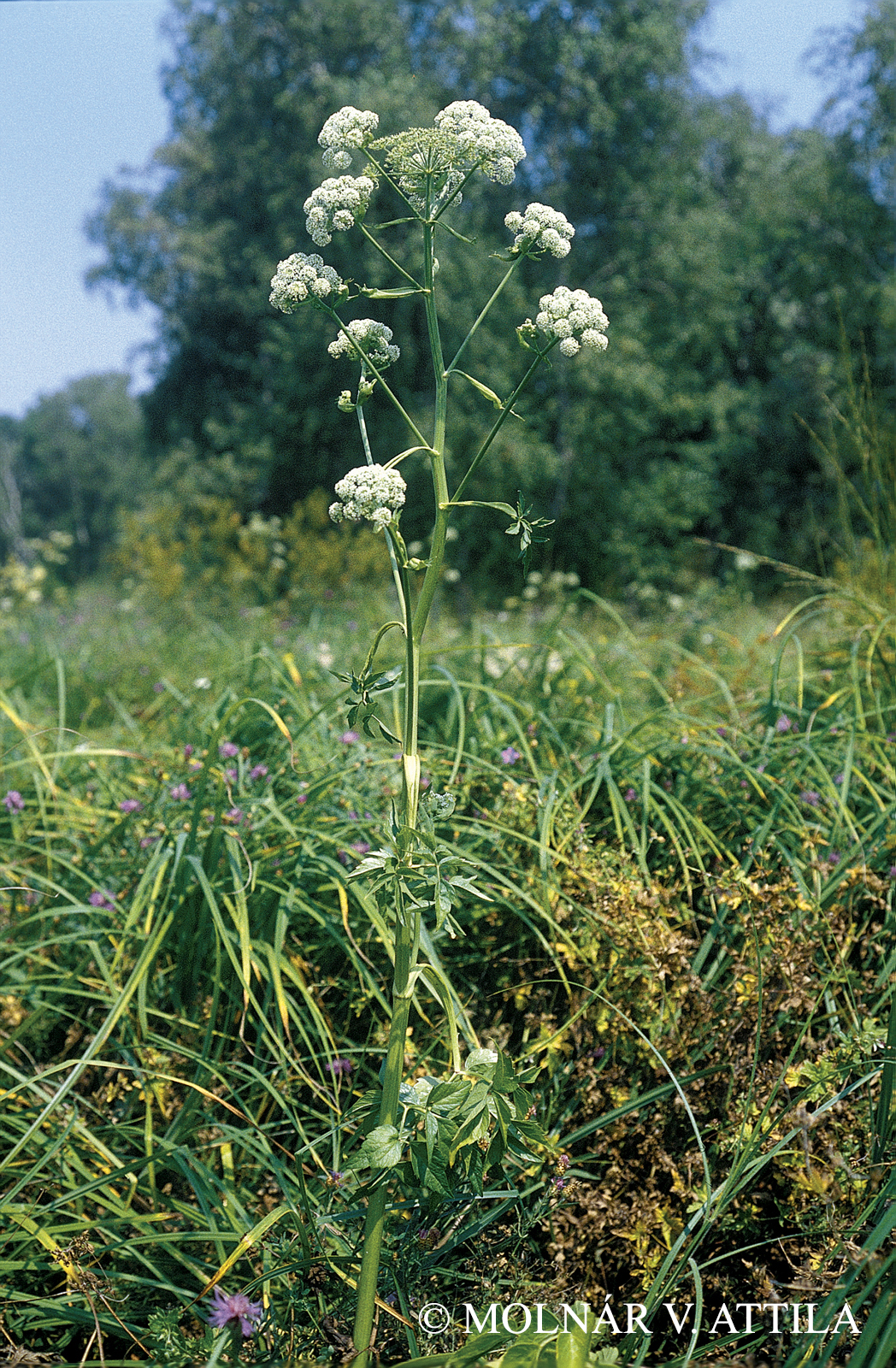 Angelica palustris (Besser) Hoffm.
