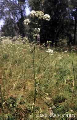 Angelica palustris (Besser) Hoffm. 2.Kép