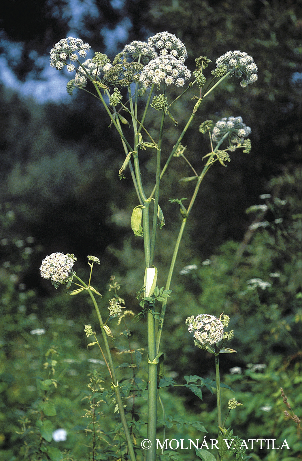 Angelica sylvestris L.