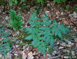 Angelica sylvestris L. 2.Kép