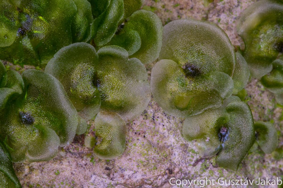 Anogramma leptophylla (L.) Link