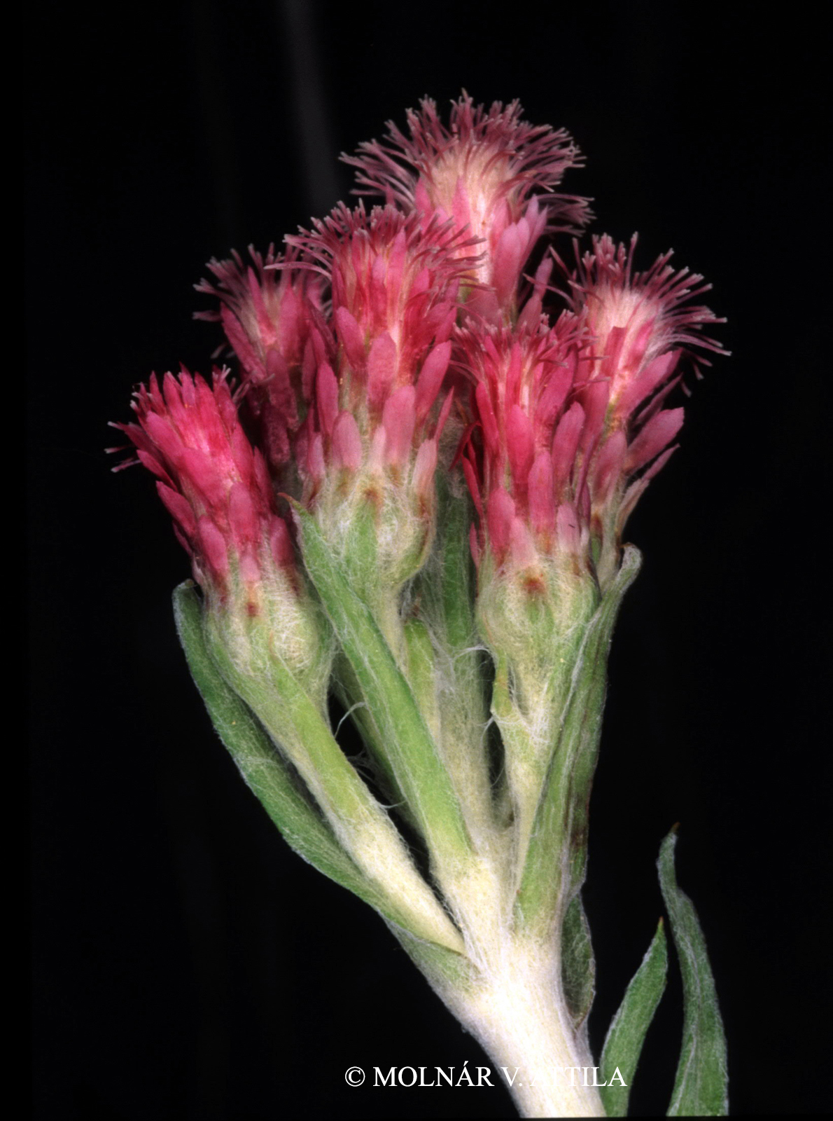 Antennaria dioica (L.) Gaertn.