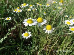 Anthemis austriaca Jacq. 2.Kép