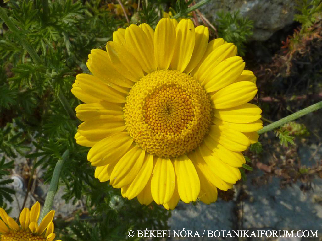 Anthemis tinctoria L.