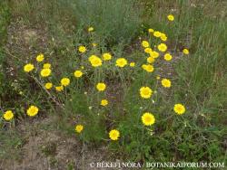 Anthemis tinctoria L. 2.Kép