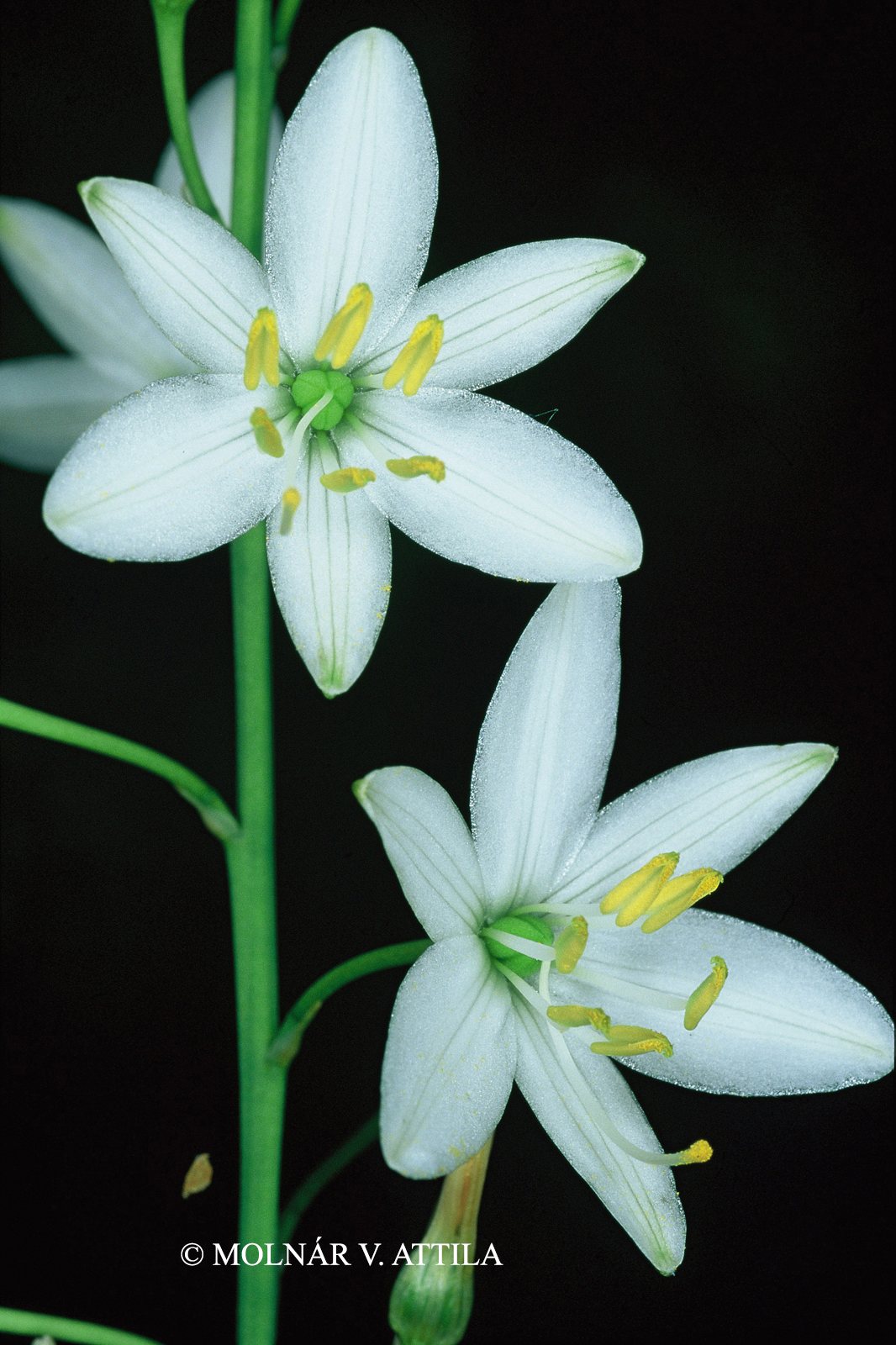 Anthericum liliago L.