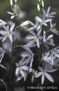 Anthericum liliago L. 2.Kép