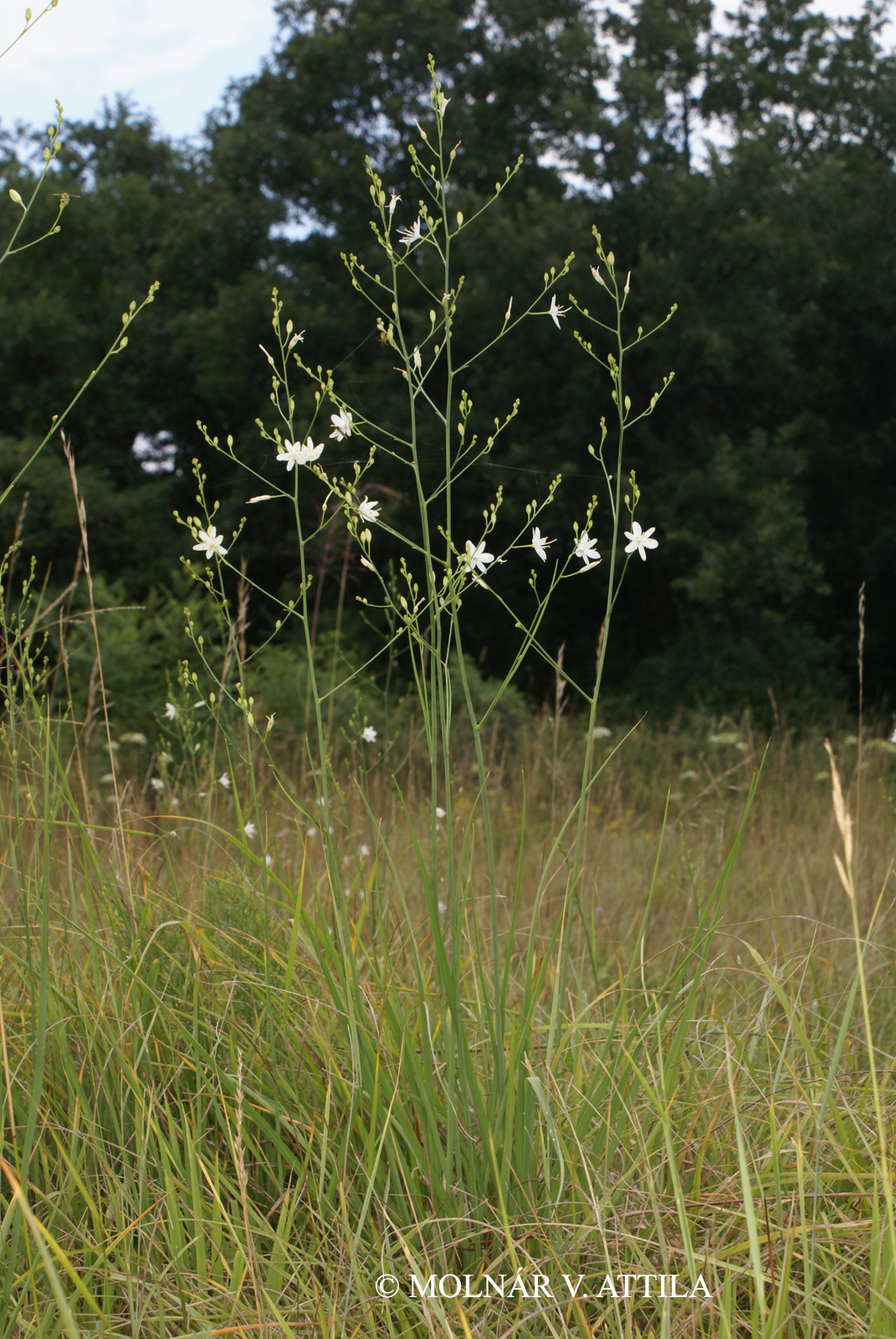 Anthericum ramosum L.