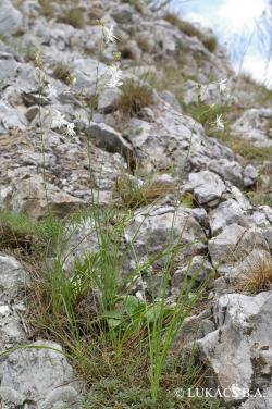 Anthericum ramosum L. 2.Kép